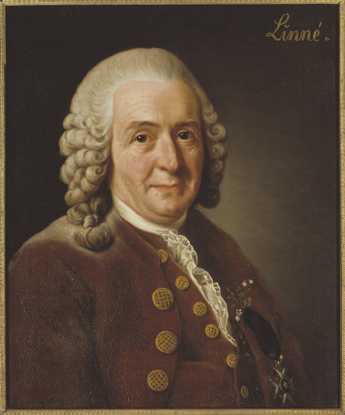CAROLUS LINNAEUS