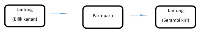 peredaran limfa