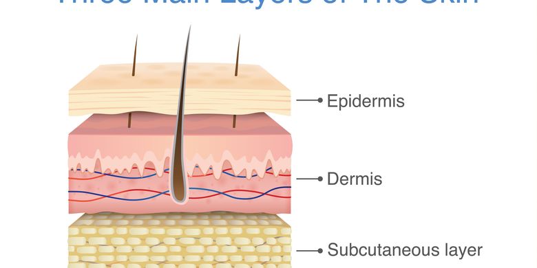 Sistem Ekskresi Pada Manusia Pengertian, Organ Dan
