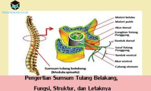 Sistem Saraf pada Manusia: Pengertian, Bagian dan Gangguannya 6 Sistem Saraf pada Manusia: Pengertian, Bagian dan Gangguannya 5