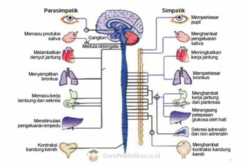 Pengertian Sistem Saraf Pusat Dalchaebi