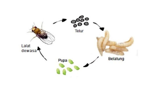 Proses Metamorfosis Sempurna Pada Kupu-kupu, Katak, Nyamuk, Lebah dan