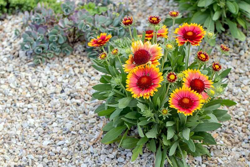 Blanket Flower (sumber: creativefarmer)