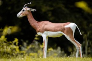 Antelope = Antelop (semacam kijang),