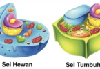 perbedaan sel hewan dan sel tumbuhan
