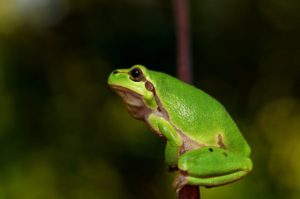 katak