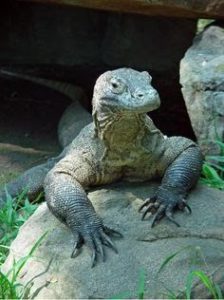 hewan karnivora komodo