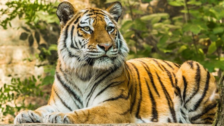 Pengertian Hewan Karnivora: Jenis, dan 4 Contohnya – Gramedia Literasi