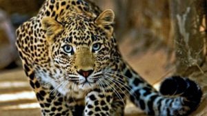 hewan endemik macan tutul jawa