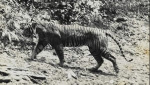 hewan endemik harimau jawa