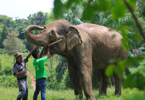 hewan endemik gajah sumatera