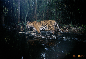 hewan endemik harimau sumatera