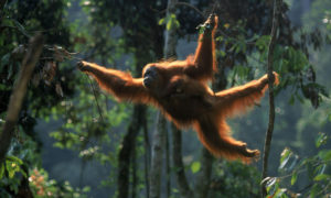 hewan endemik orangutan sumatera