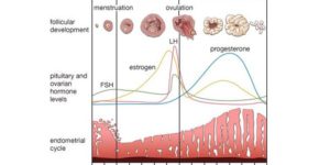 Proses Terjadinya Menstruasi