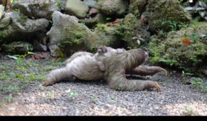 Slow Loris