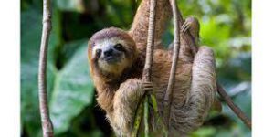 Slow Loris