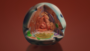Mitochondria Function