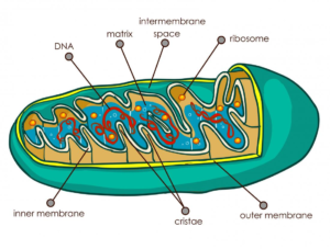 Mitochondria Function