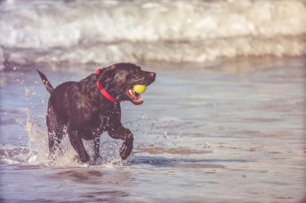 Fungsi Air bagi Hewan juga Risiko Jika Hewan Kekurangan Air – Gramedia