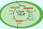 siklus calvin