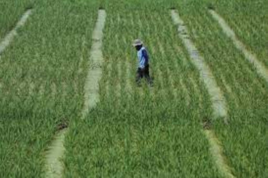 Badan Pangan Dunia: Pengertian, Departemen, dan Tujuan – Gramedia Literasi