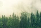 hutan
