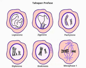 Pembelahan Meiosis: Tujuan, Tahapan, dan Perbedaannya dengan Pembelahan ...