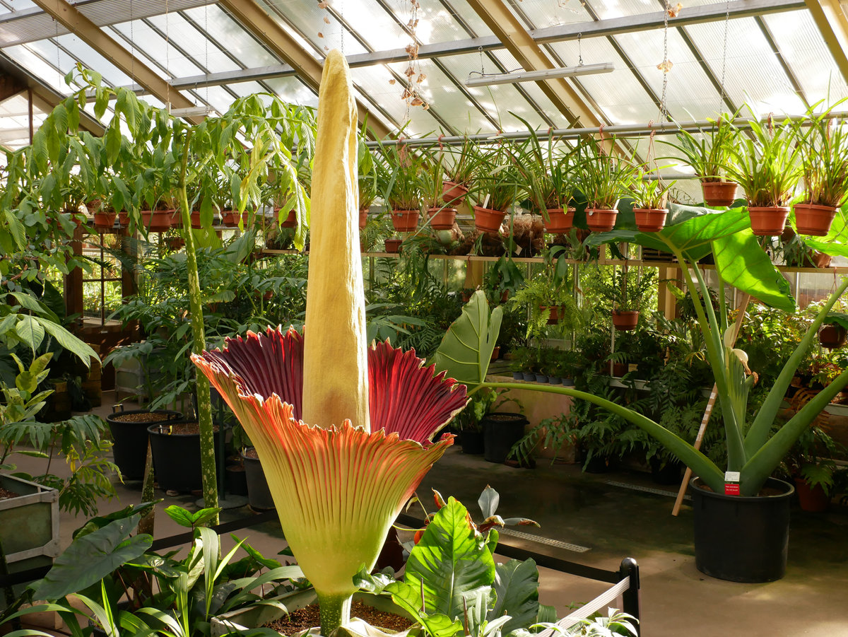 Kenali Contoh Tumbuhan Endemik di Indonesia dan Mancanegara – Gramedia